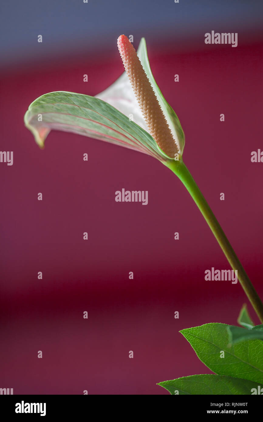 close-up of a blossom of a lace leaf (Anthurium) Stock Photo