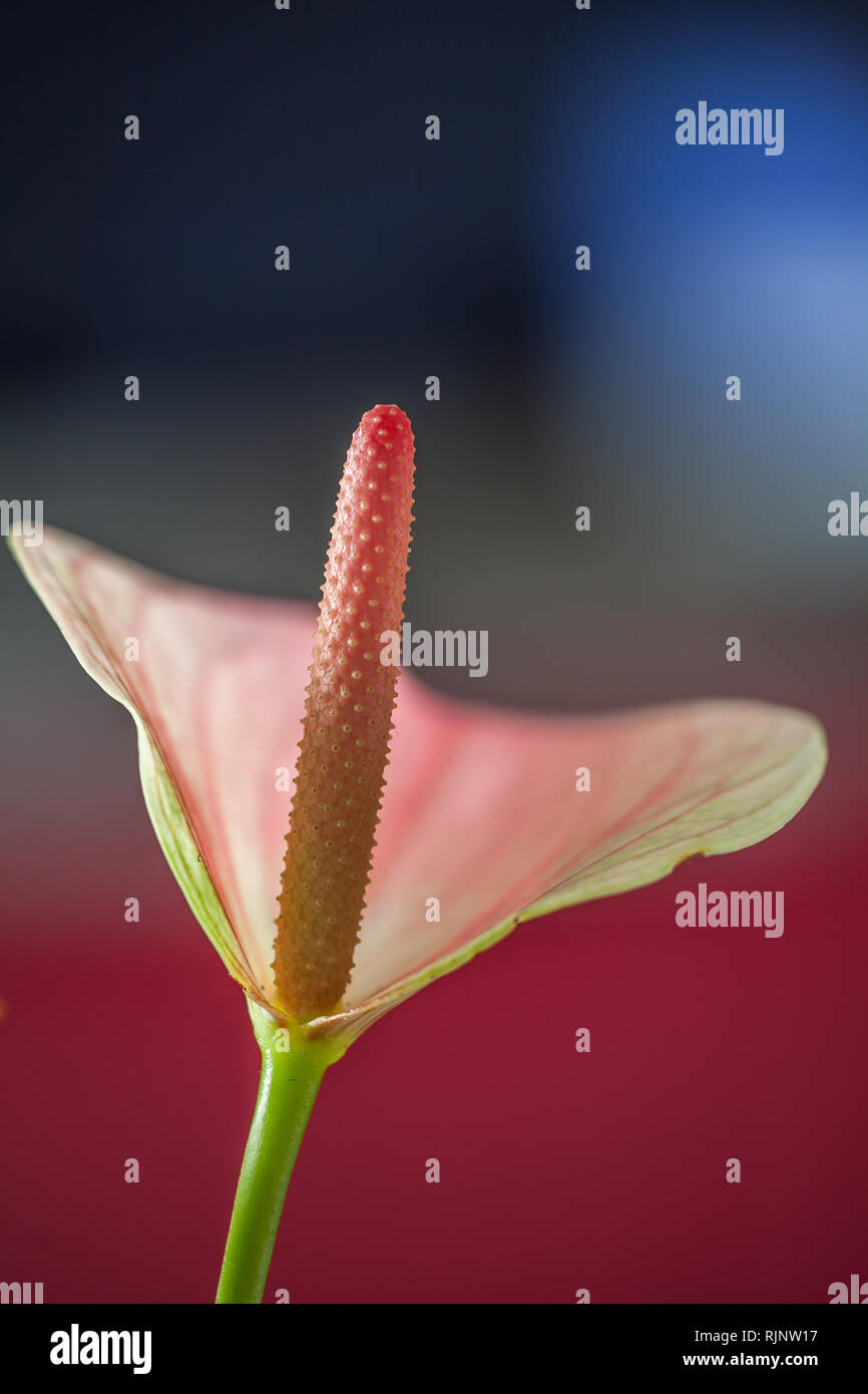 close-up of a blossom of a lace leaf (Anthurium) Stock Photo