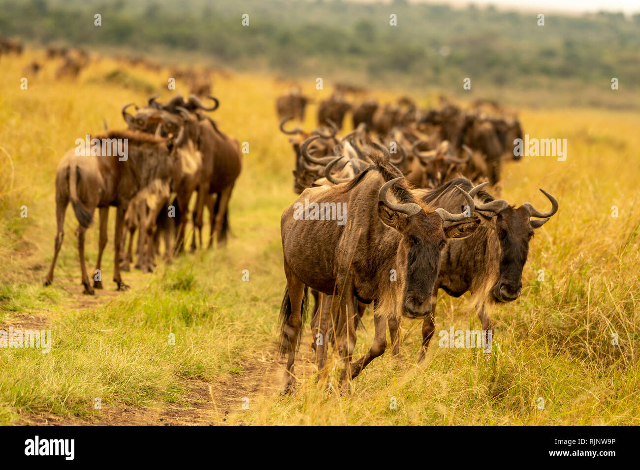 blue-wildebeest-migration-in-masai-mara-kenya-stock-photo-alamy