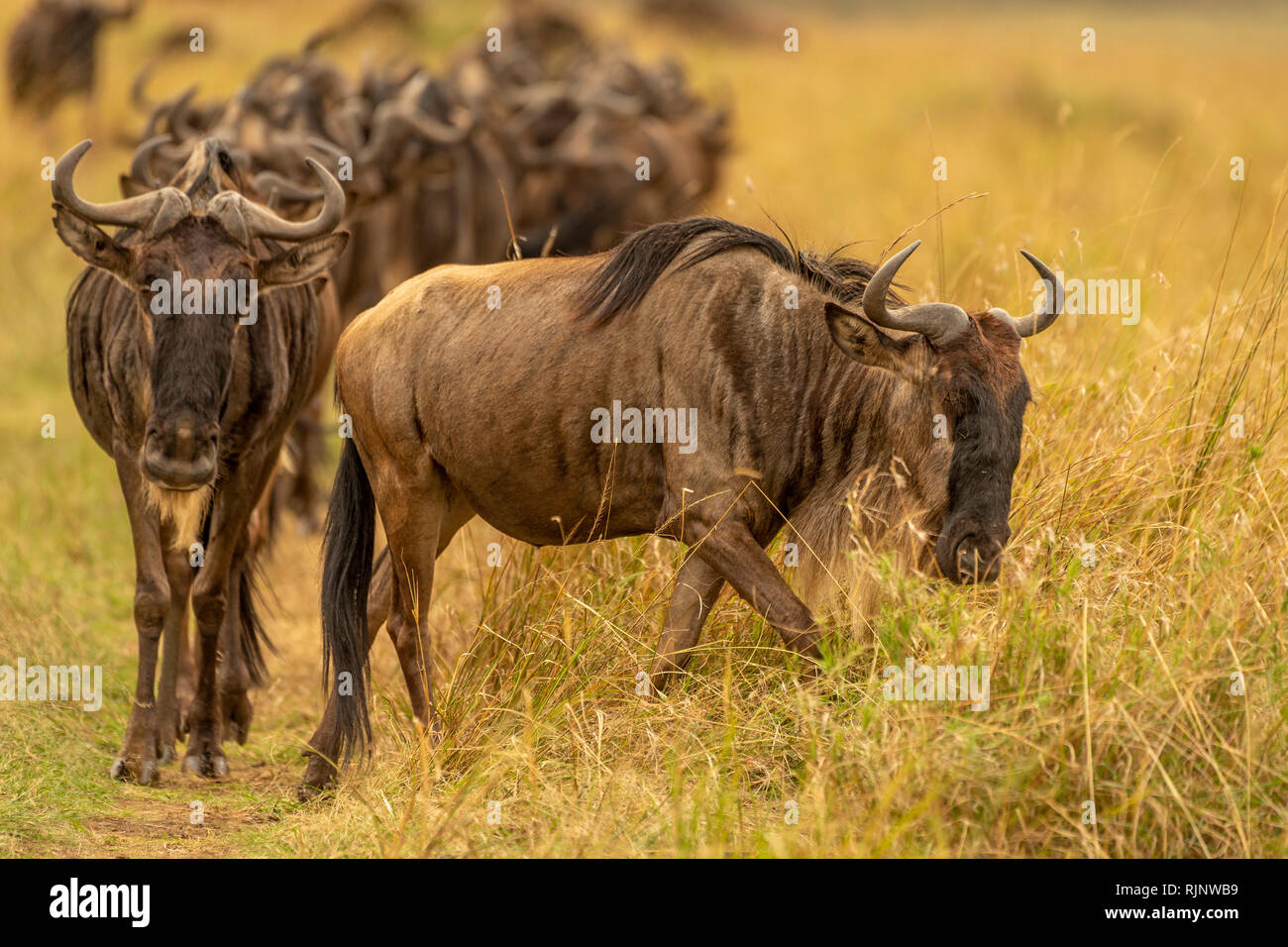 Blue wildebeest migration in Masai Mara Kenya Stock Photo