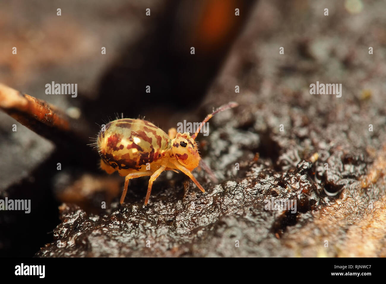 Globular Springtail Dicyrtomina Saundersi At Rest On Tree Stump 