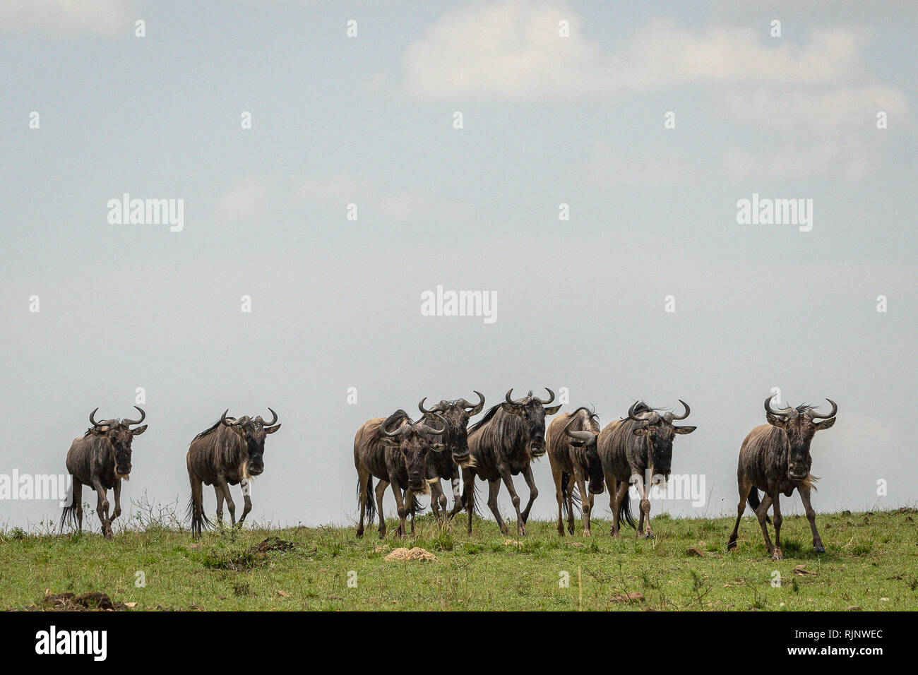 blue-wildebeest-migration-in-masai-mara-kenya-stock-photo-alamy