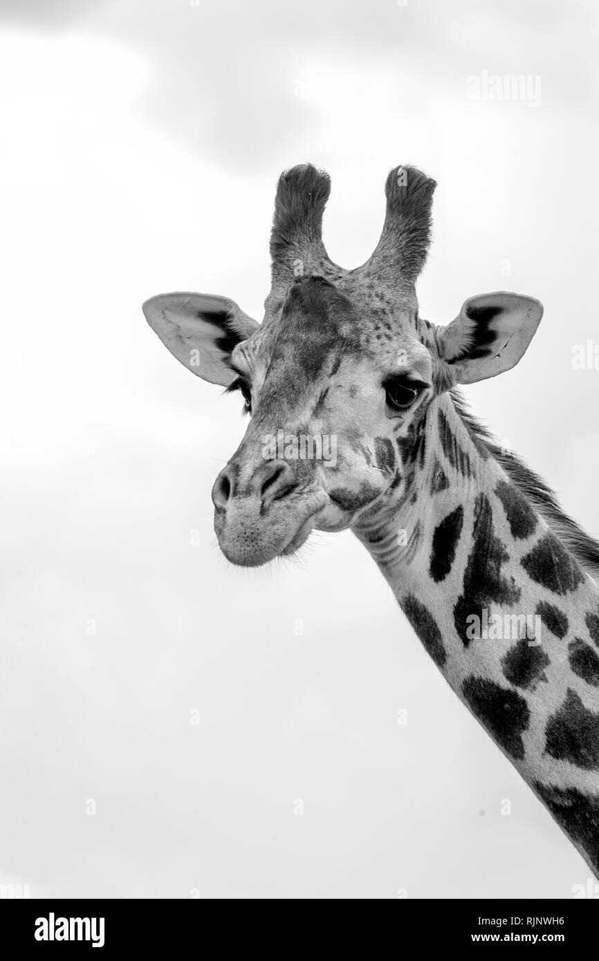Single giraffe portrait shown in black and white Stock Photo