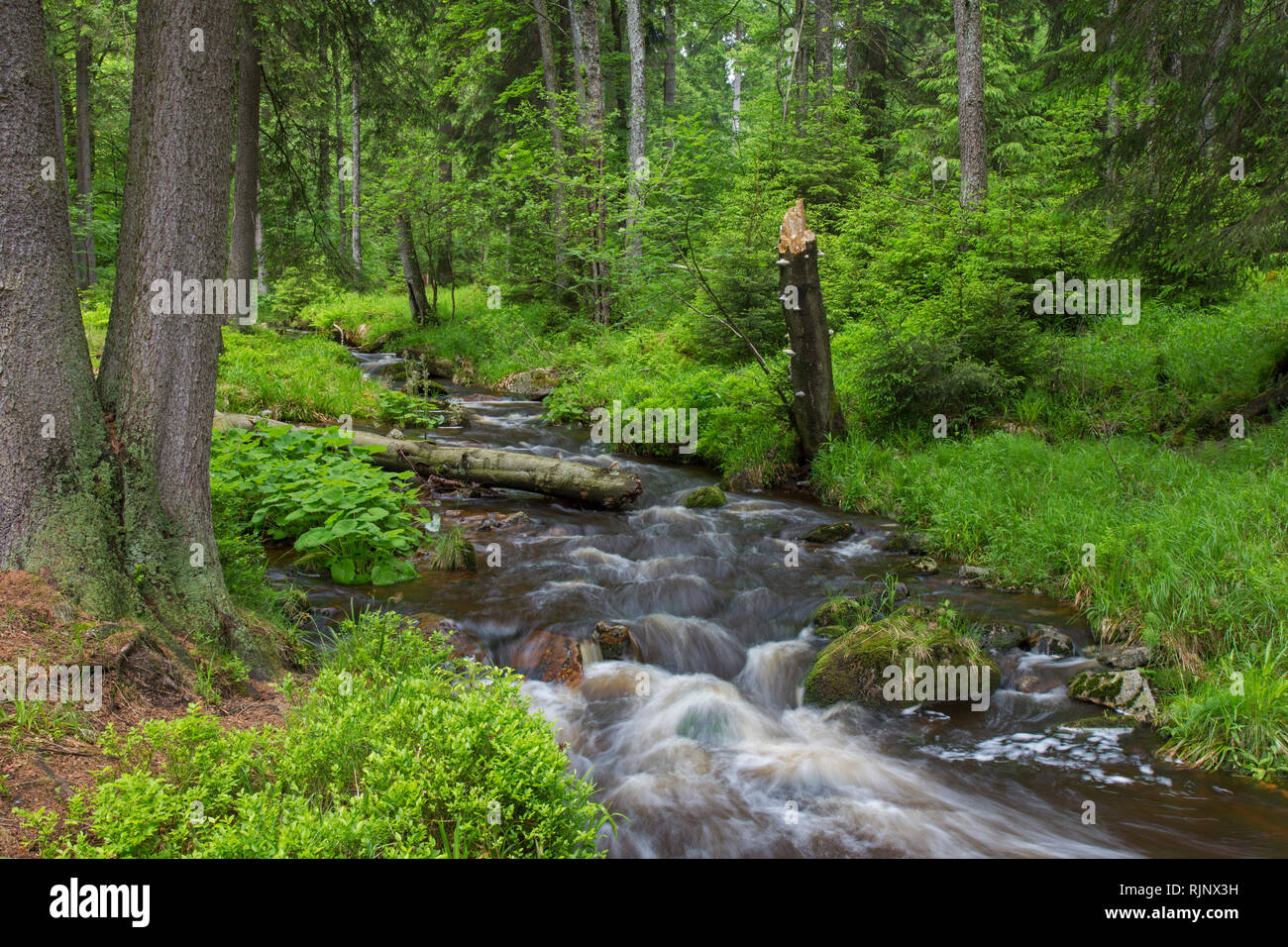 Warme Bode, right-hand headstream of the River Bode in the High Harz mountains, Lower Saxony / Niedersachsen, Germany Stock Photo