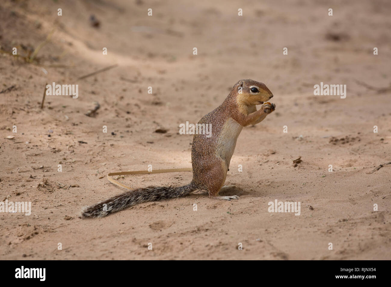 One Unstriped Ground squirrel, Xerus rutilus, Samburu Game Reserve; Kenya Stock Photo