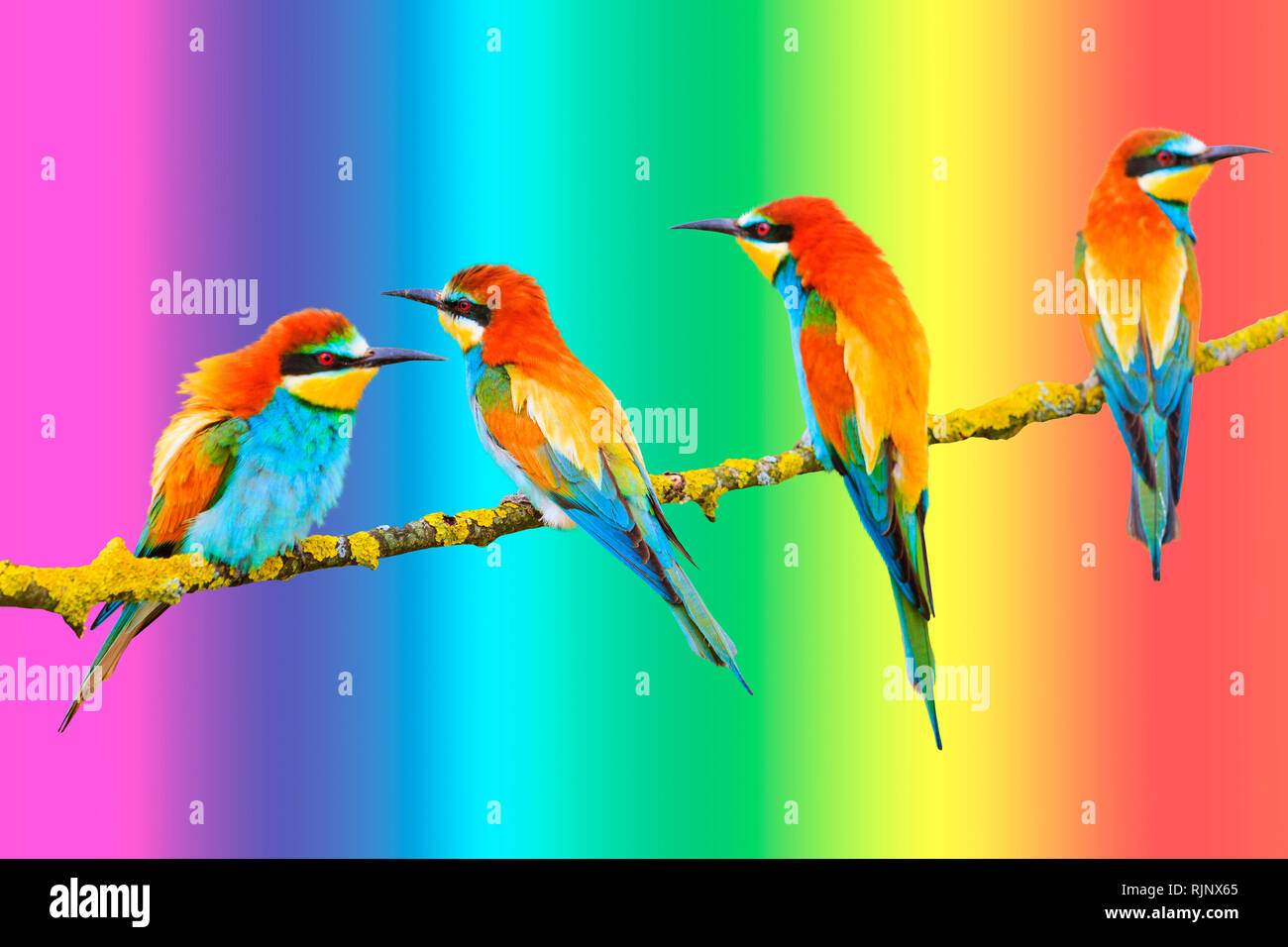 birds of paradise sit on the background of the rainbow background Stock Photo