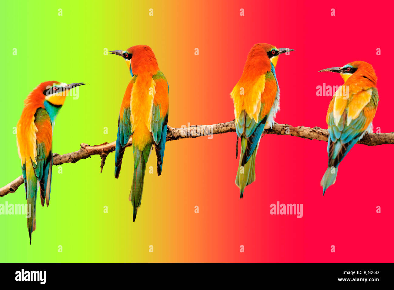 colored birds sitting on a colored background Stock Photo