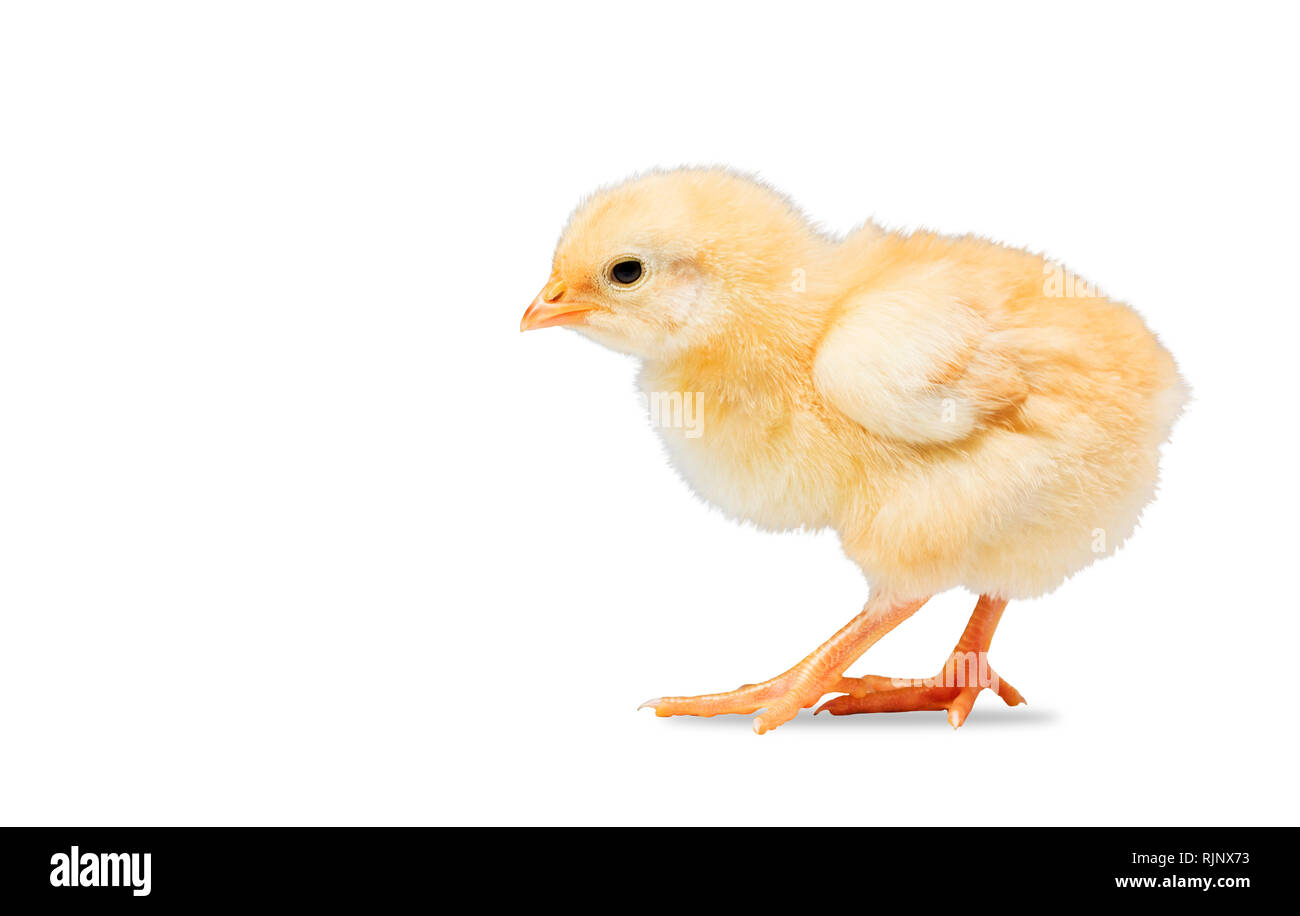 newborn yellow chicken on white background Stock Photo