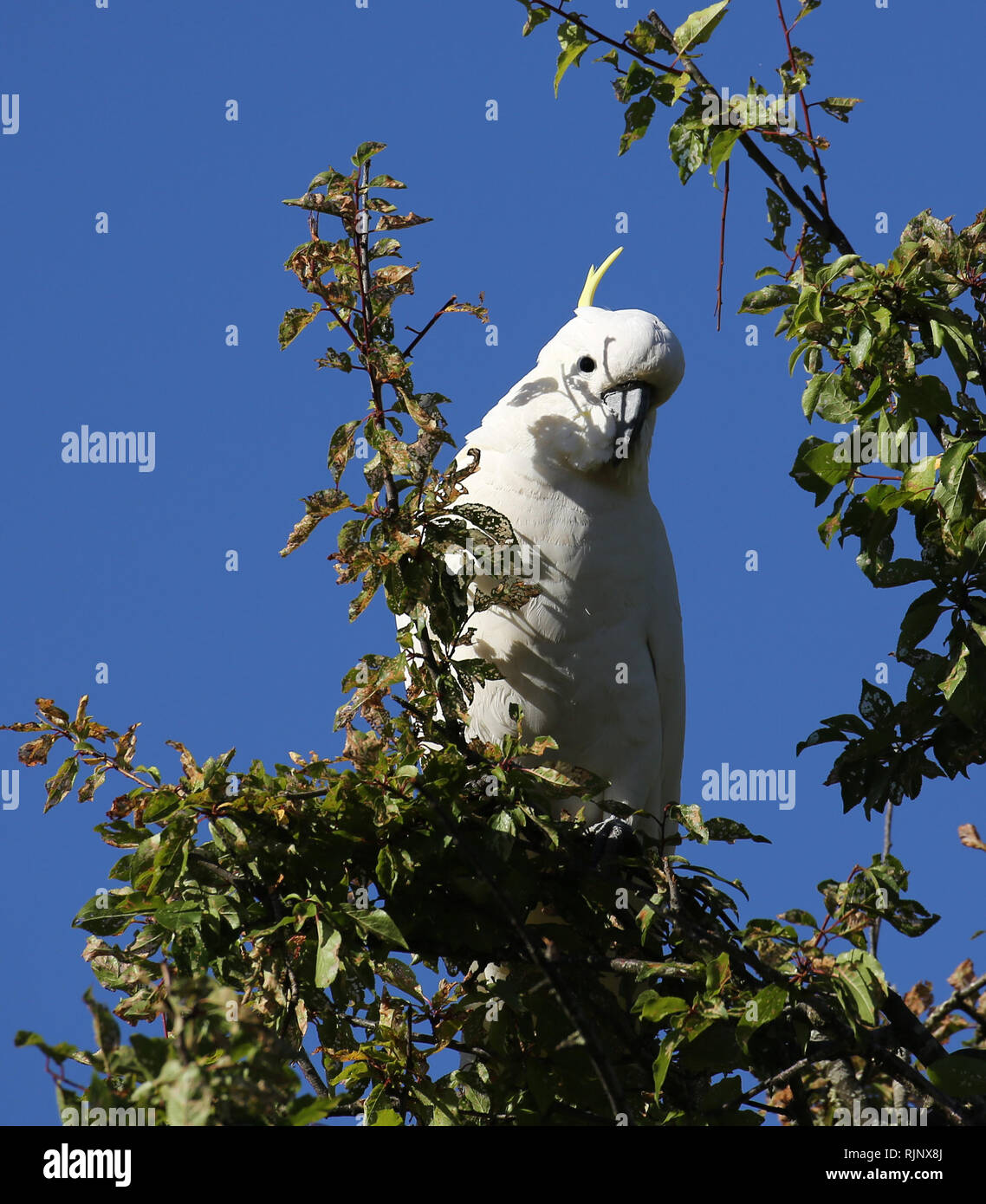 Yellow-crested Cockatoo observing the world below from the safety of a tree in Victoria, Australia. Stock Photo