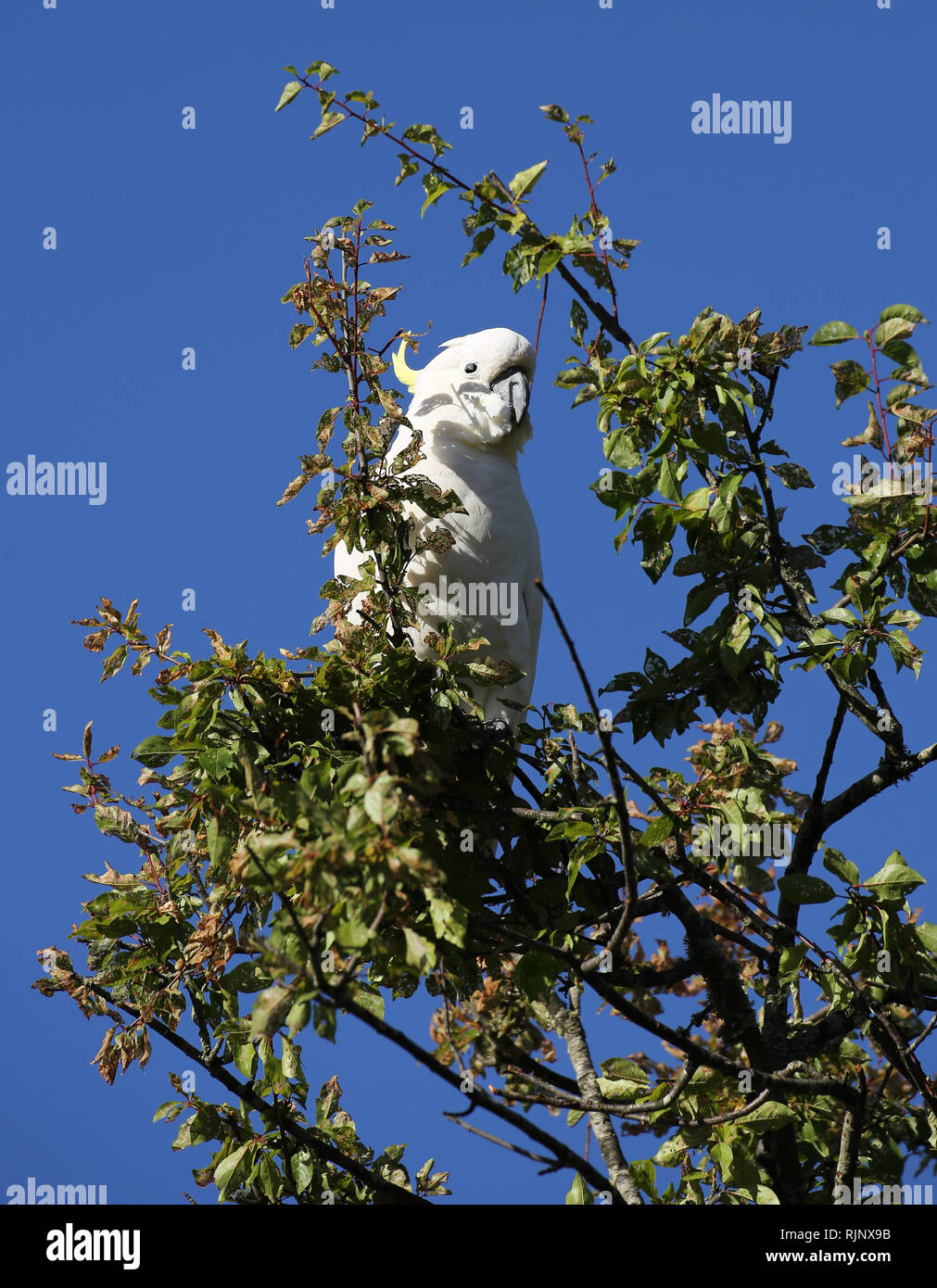 Yellow-crested Cockatoo observing the world below from the safety of a tree in Victoria, Australia. Stock Photo