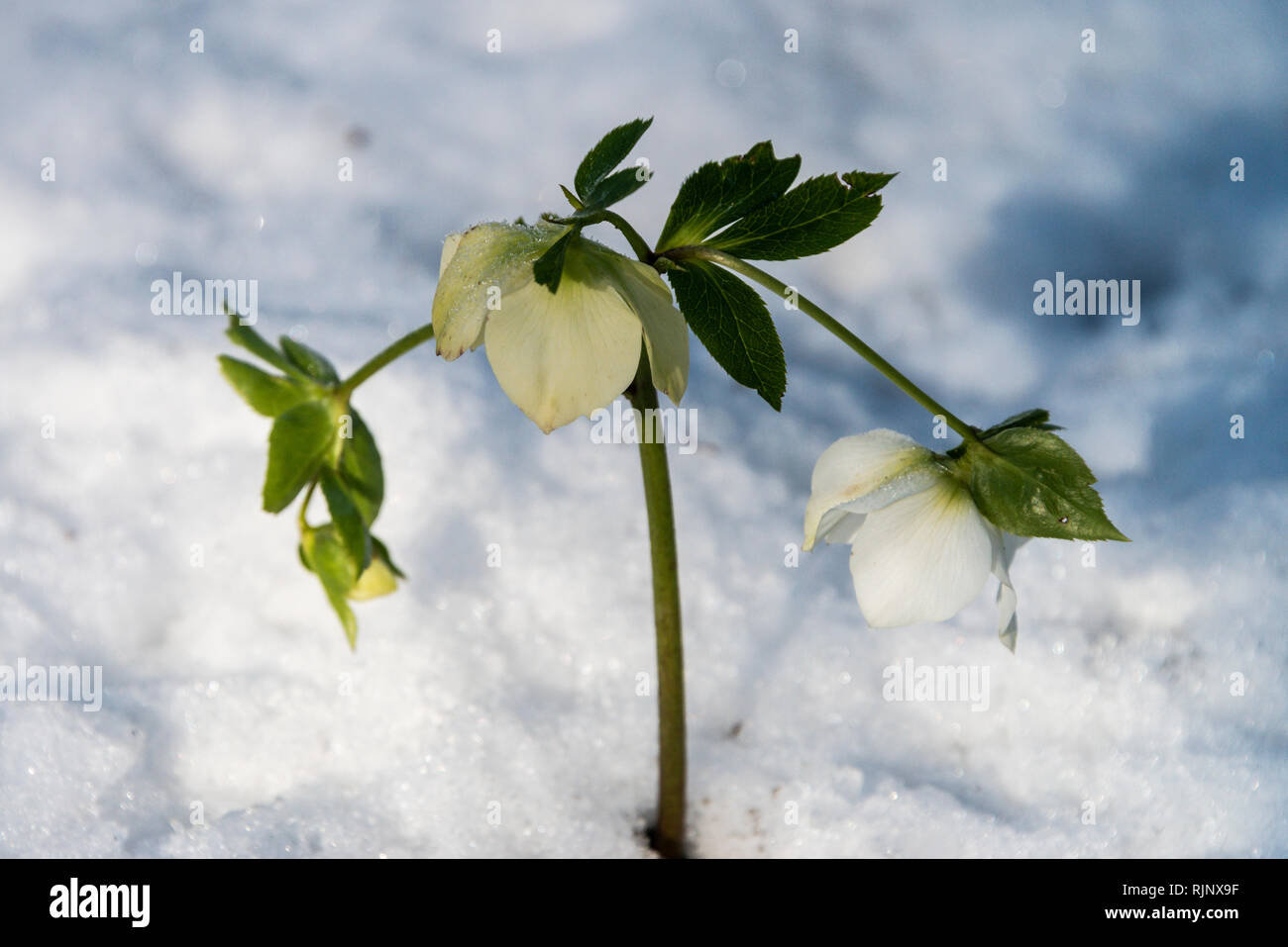 Hellebore in snow hi-res stock photography and images - Alamy