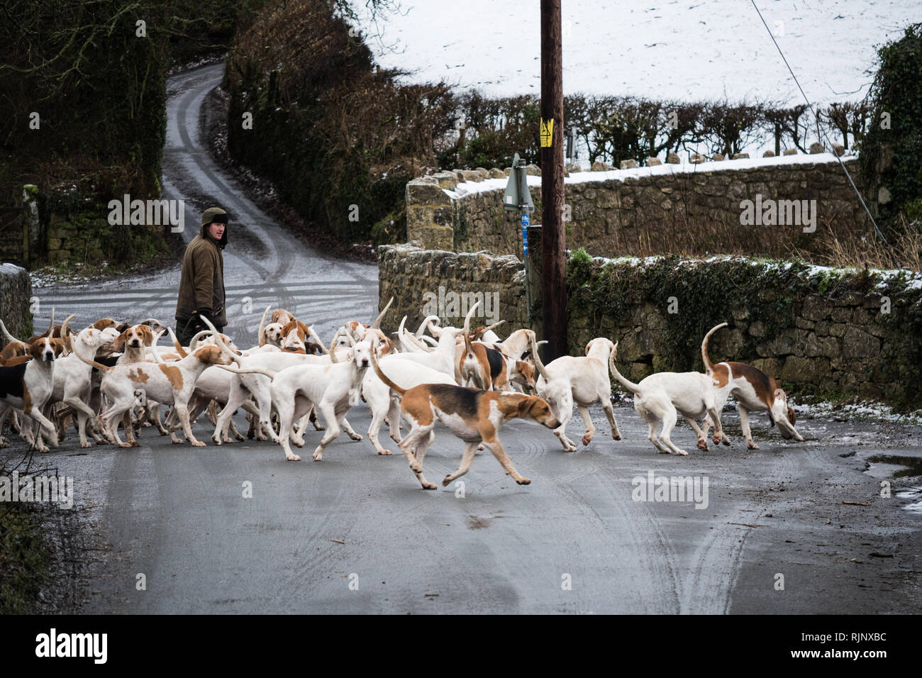Huntsman exercising foxhounds on Dartmoor Stock Photo