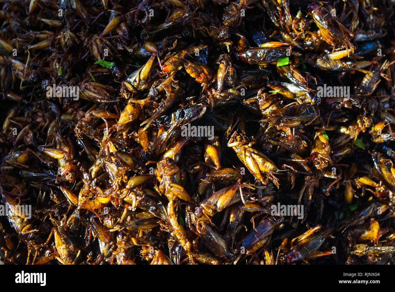 Dried grasshoppers Delicious food in Thailand. Selling dried orthoptera grasshoppers and locusts. Stock Photo
