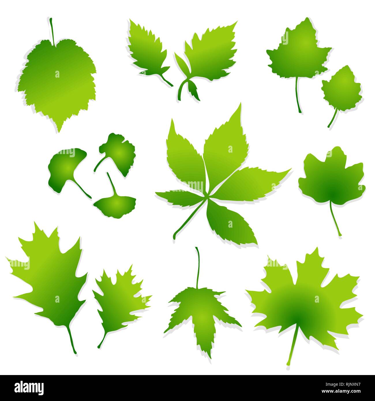 Green leaves set on white background vector Stock Vector Image & Art ...