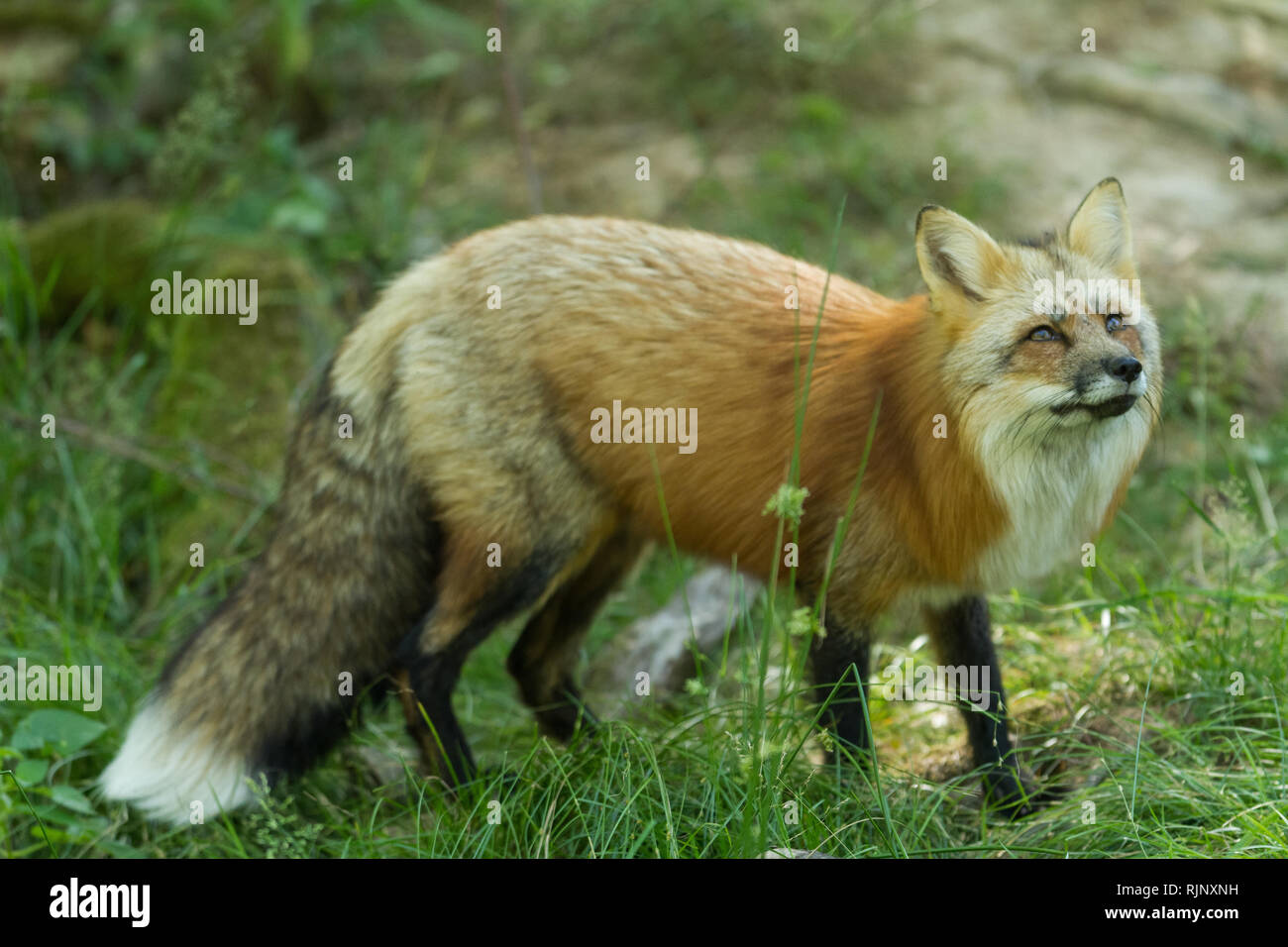 Red fox in the forest Stock Photo - Alamy