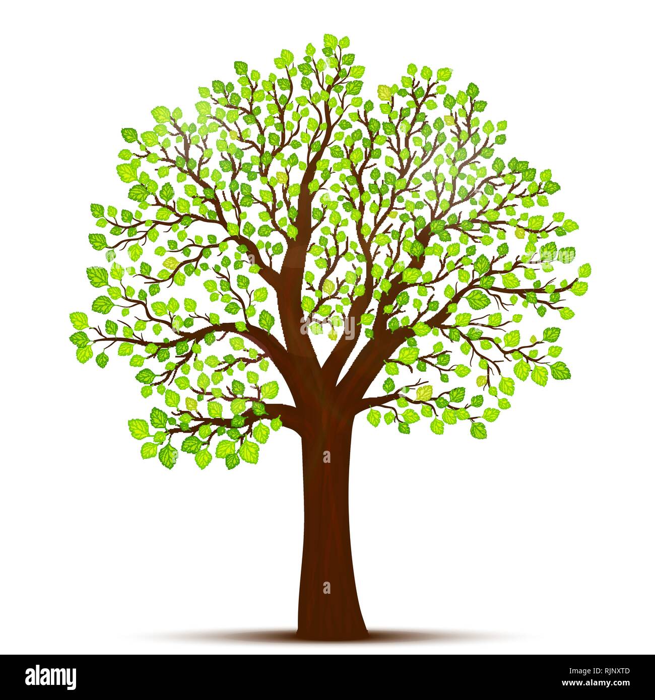 Tree with green leaves vector Stock Vector Image & Art - Alamy
