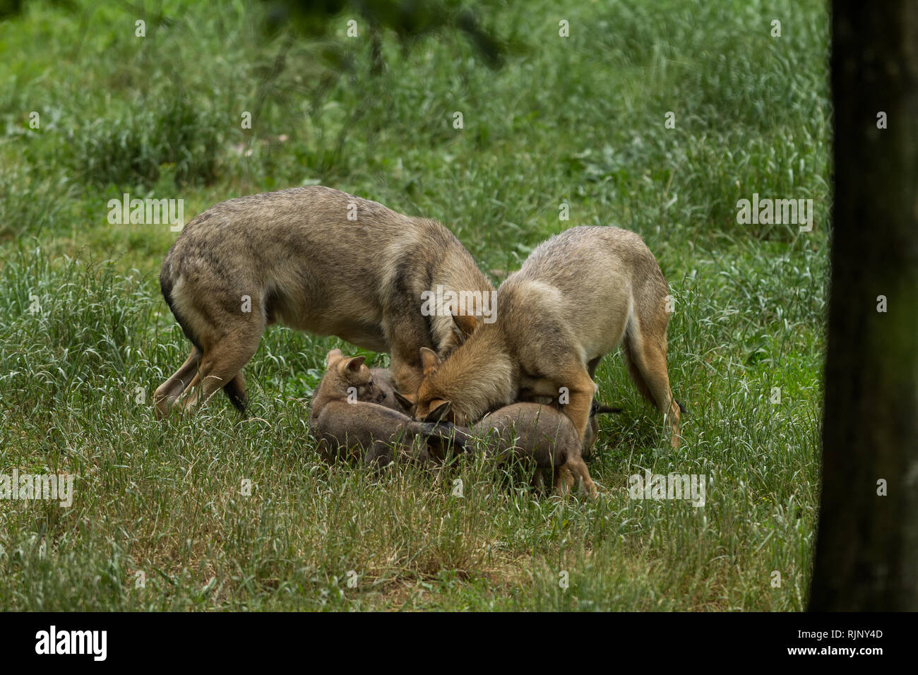 Grey Wolf in the forest Stock Photo - Alamy