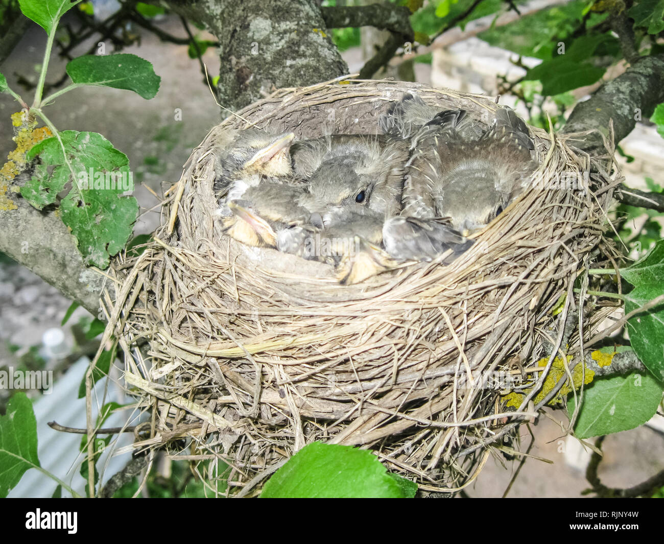 Chicks in the nest. Cubs nesting birds. Breeding birds in nature Stock Photo