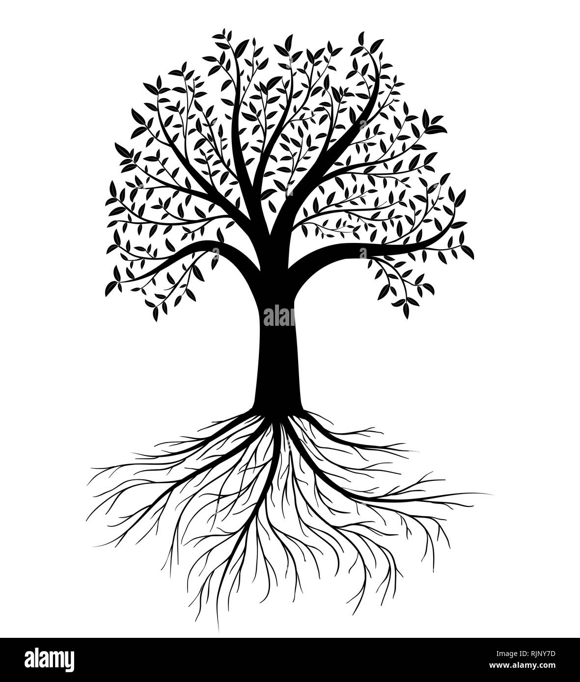 Tree Root Illustration Black And White Stock Photos Images Alamy
