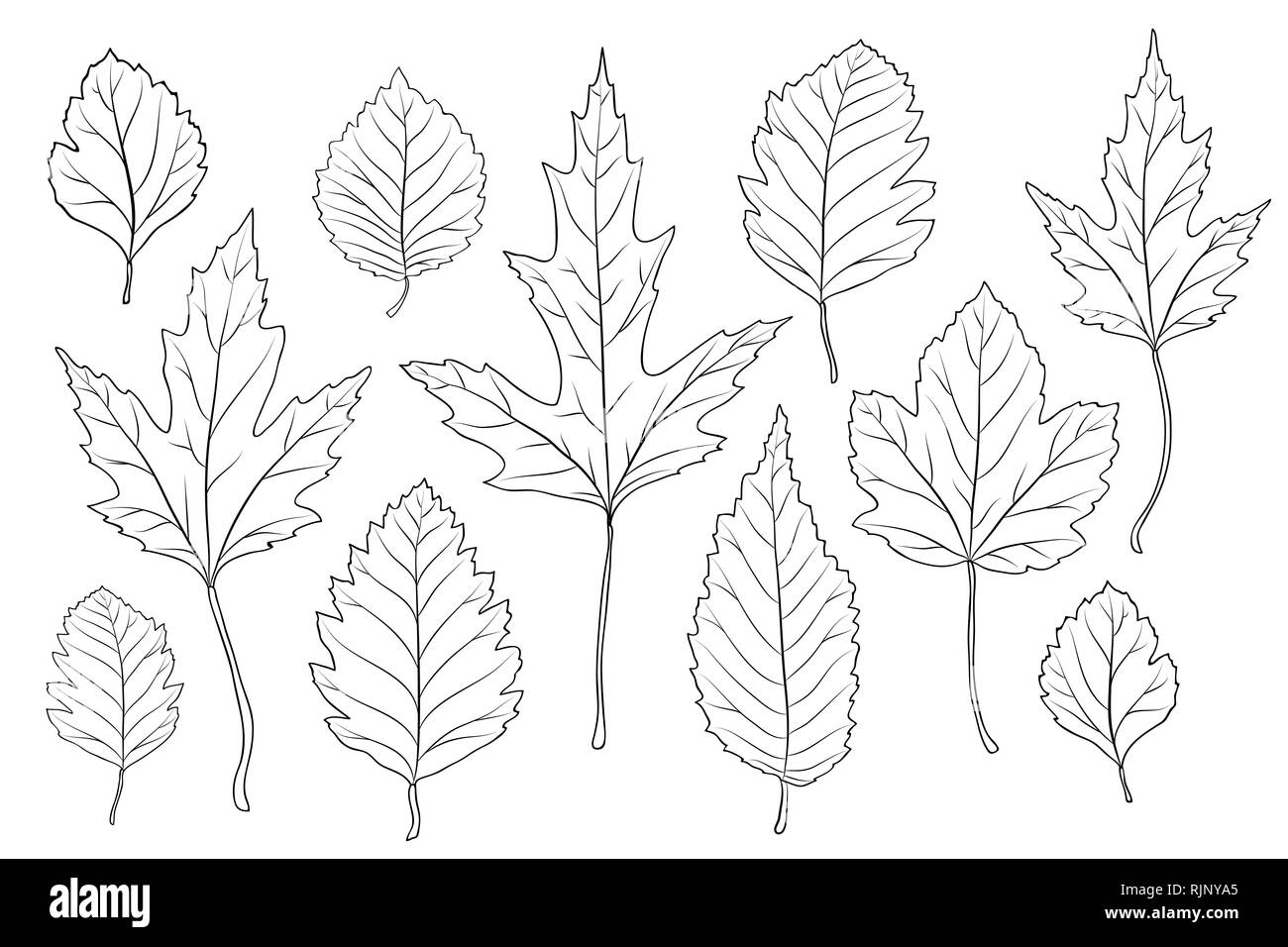 leaves silhouette set Stock Vector Image &amp; Art - Alamy