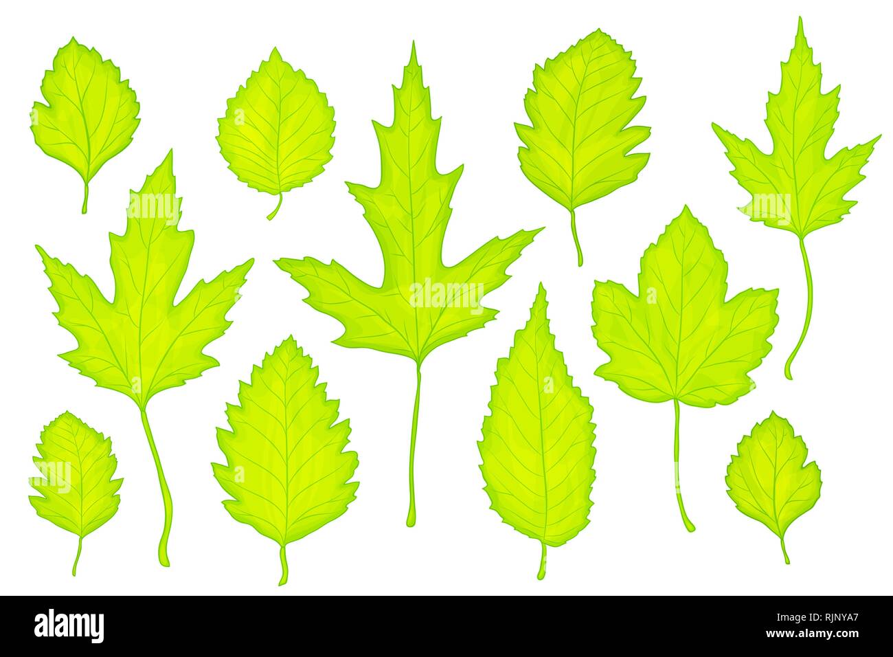 green leaves set isolated on white Stock Vector Image & Art - Alamy