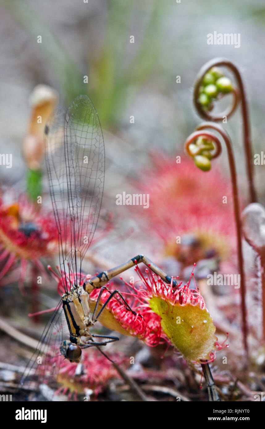 Damselfly caught by Round-leaved sundew, a carnivorous plant Stock Photo