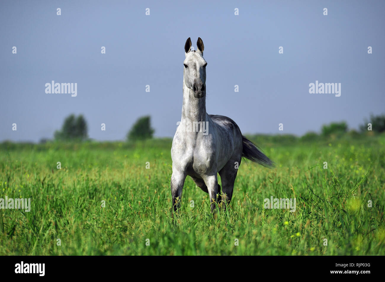 Dapple grey akhal teke stands in the middle of a green pasture Stock Photo