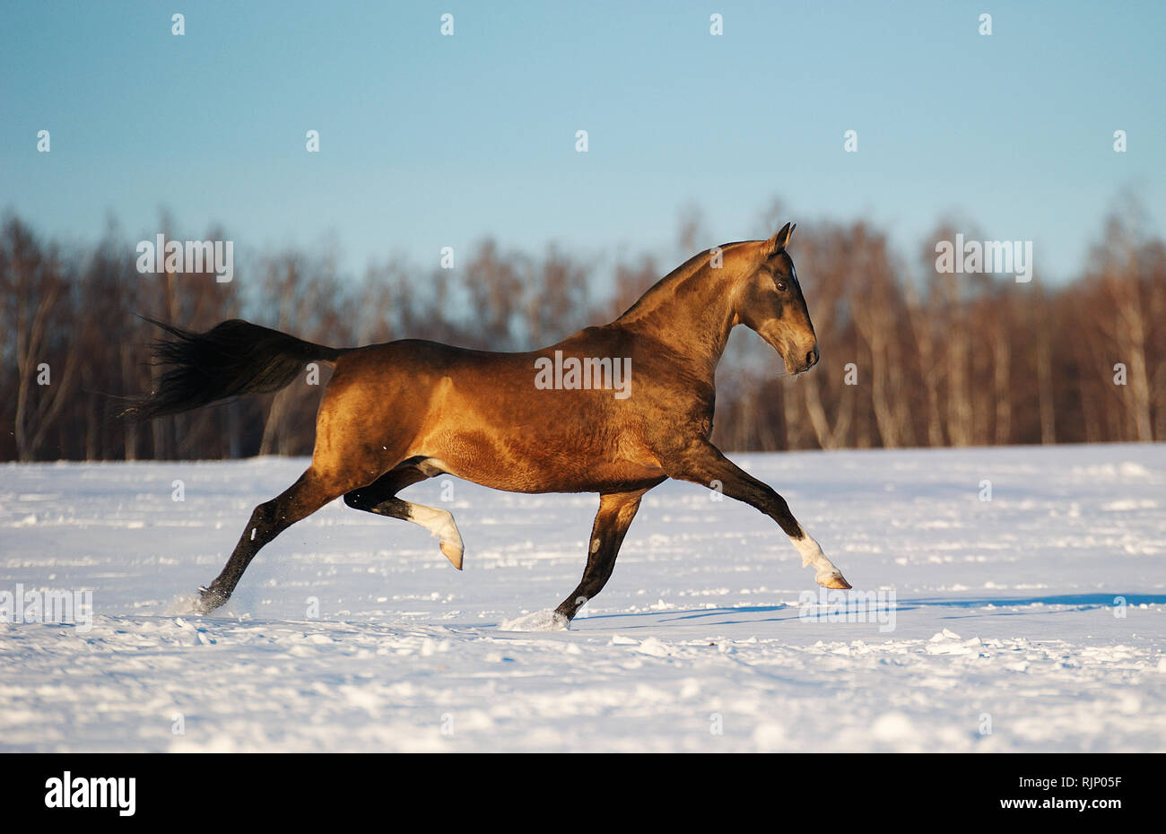 Akhal teke stallion runs in trot sideways over the snowy field in winter. Stock Photo
