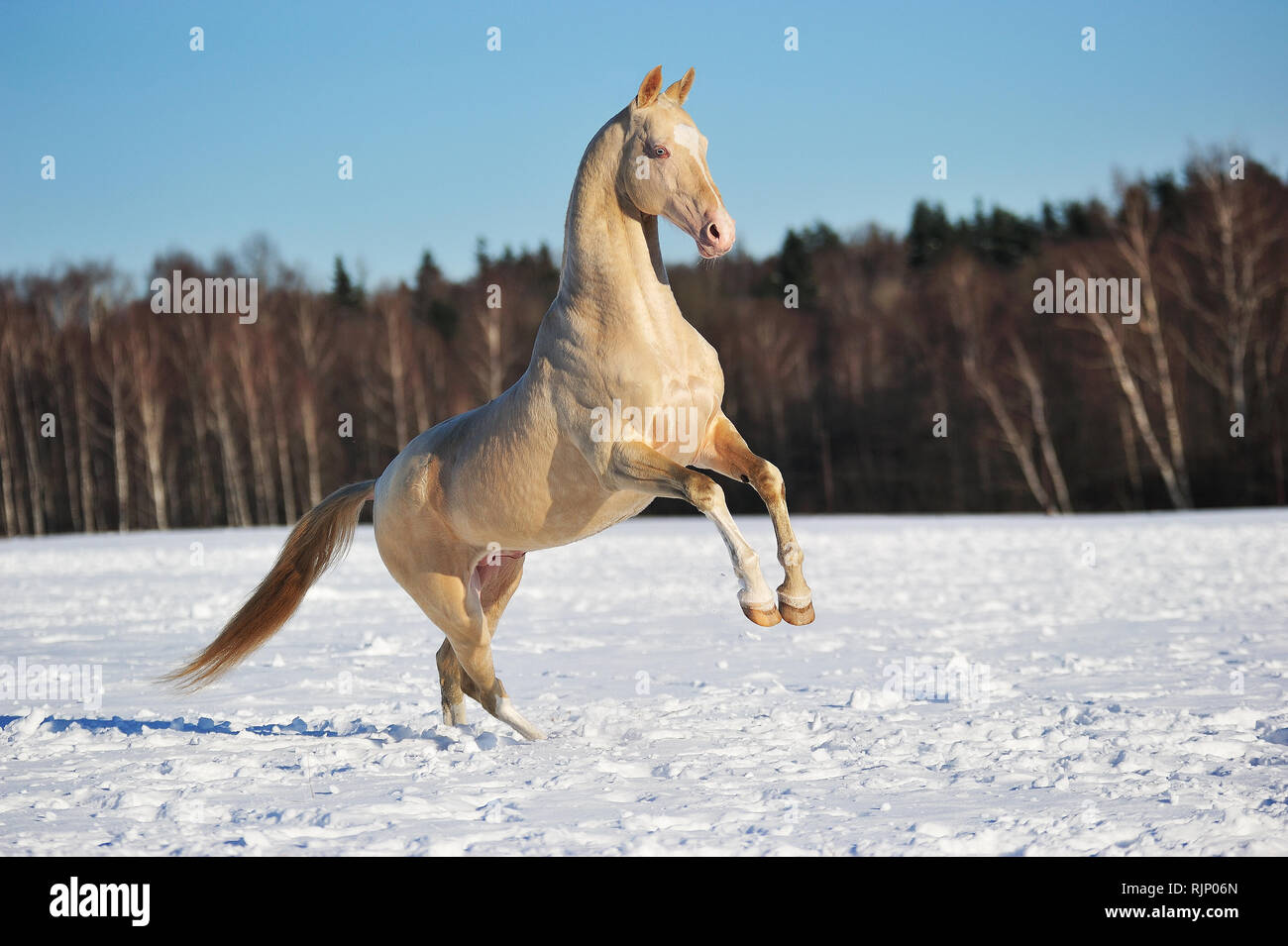 Akhal teke stallion rears in winter field. Horizontal, side view, in motion. Stock Photo
