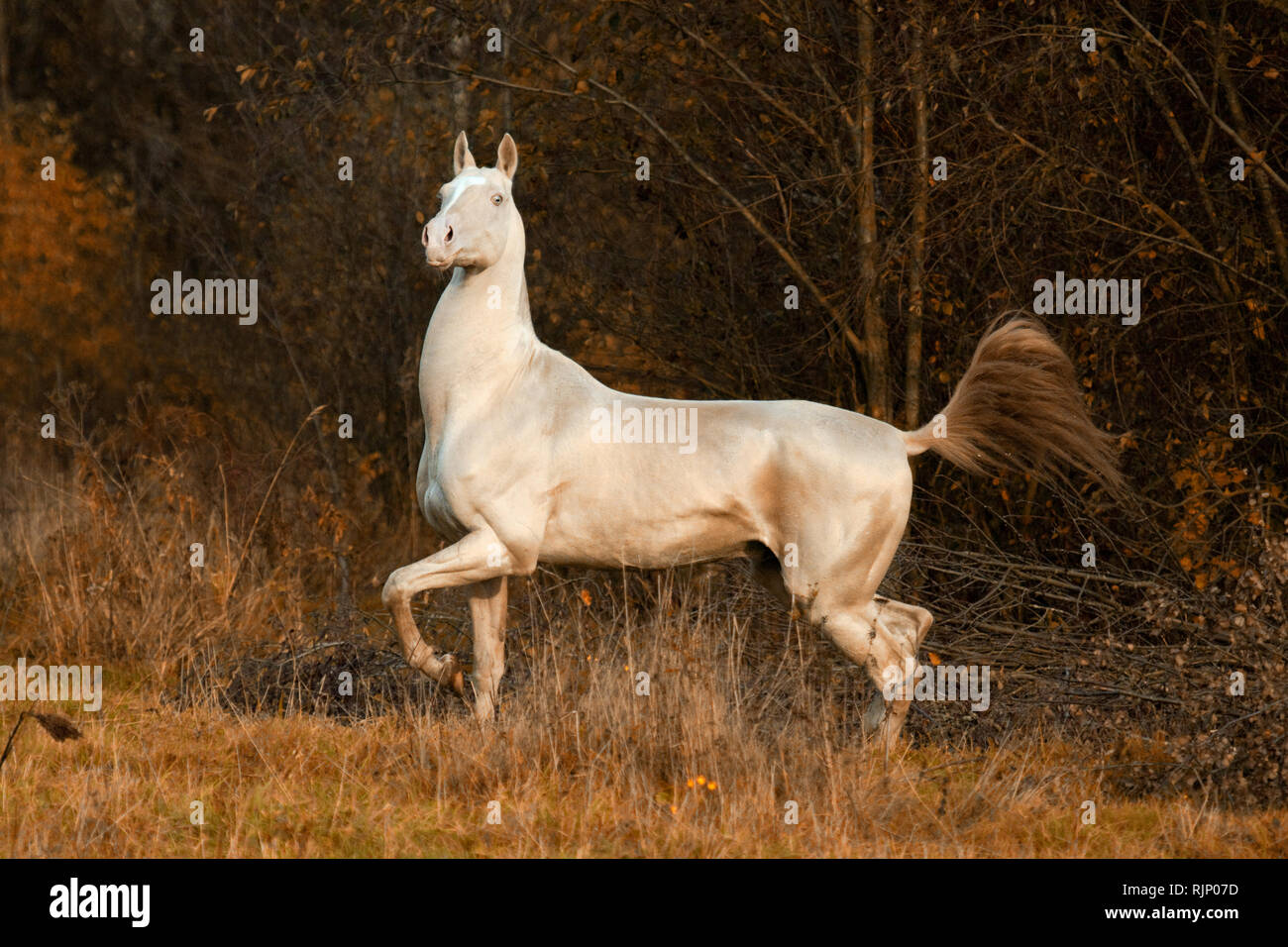 Proud cremello akhal teke stallion trots in the autumn forest Stock Photo