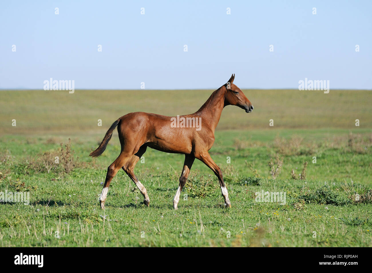 Young chestnut akhal teke foal trotting through steppe. Horizontal, side view, in motion. Stock Photo