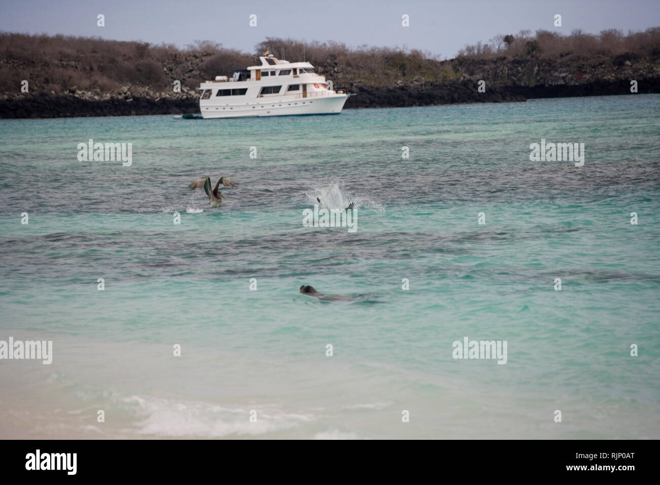 tourist boat in the background with pelican and sea lions in the water catching fish in the shallow waters of one of the Galapagos islands. Stock Photo
