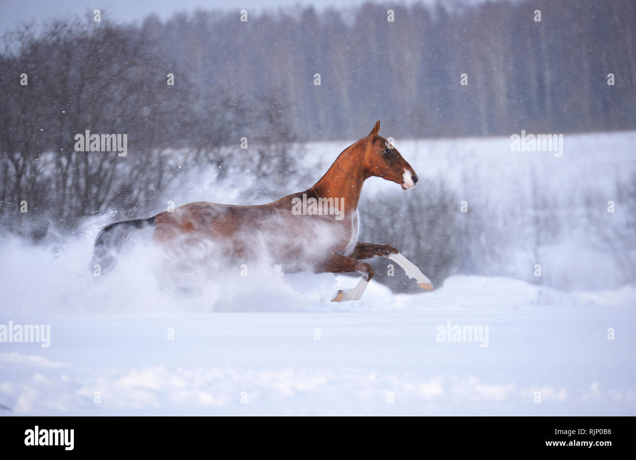 Bay akhal teke stallion galloping fast through deep snow in winter field. Horizontal, side view, in motion. Stock Photo