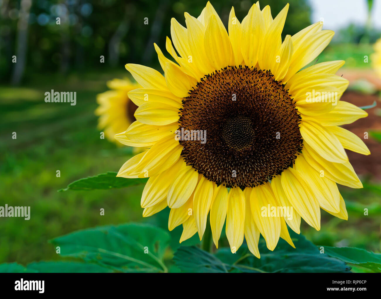 Pro cut hi-res stock photography and images - Alamy