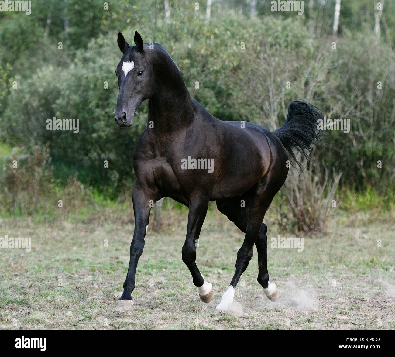 Black akhal teke stallion with white stat on forehead running in the pasture with trees on the background. Horizontal, three quarters, in motion. Stock Photo