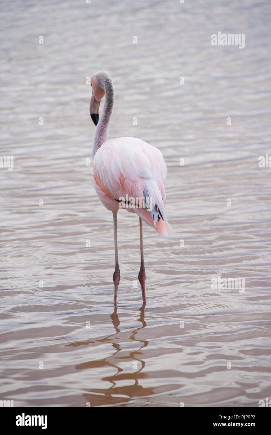 Flamingo foot hi-res stock photography and images - Page 14 - Alamy