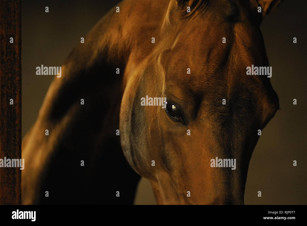 Portrait of golden bay akhal teke stallion inside stables. Horizontal photo, close-up of head and eye, soft light. Stock Photo