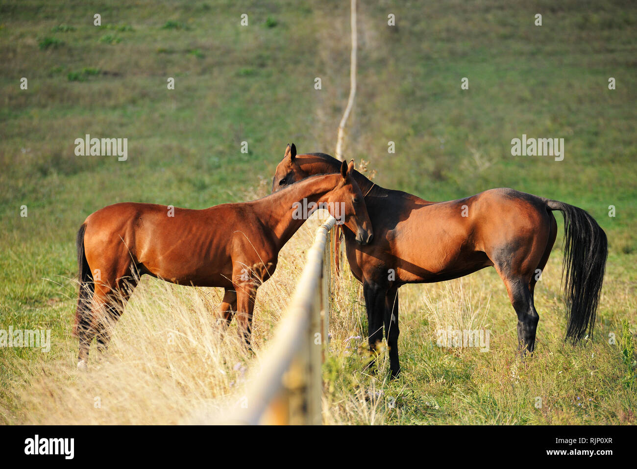 Two bay Akhal-Teke horses greeting and sniffing each other over the fence in the summer pasture. Horizontal, side view. Stock Photo
