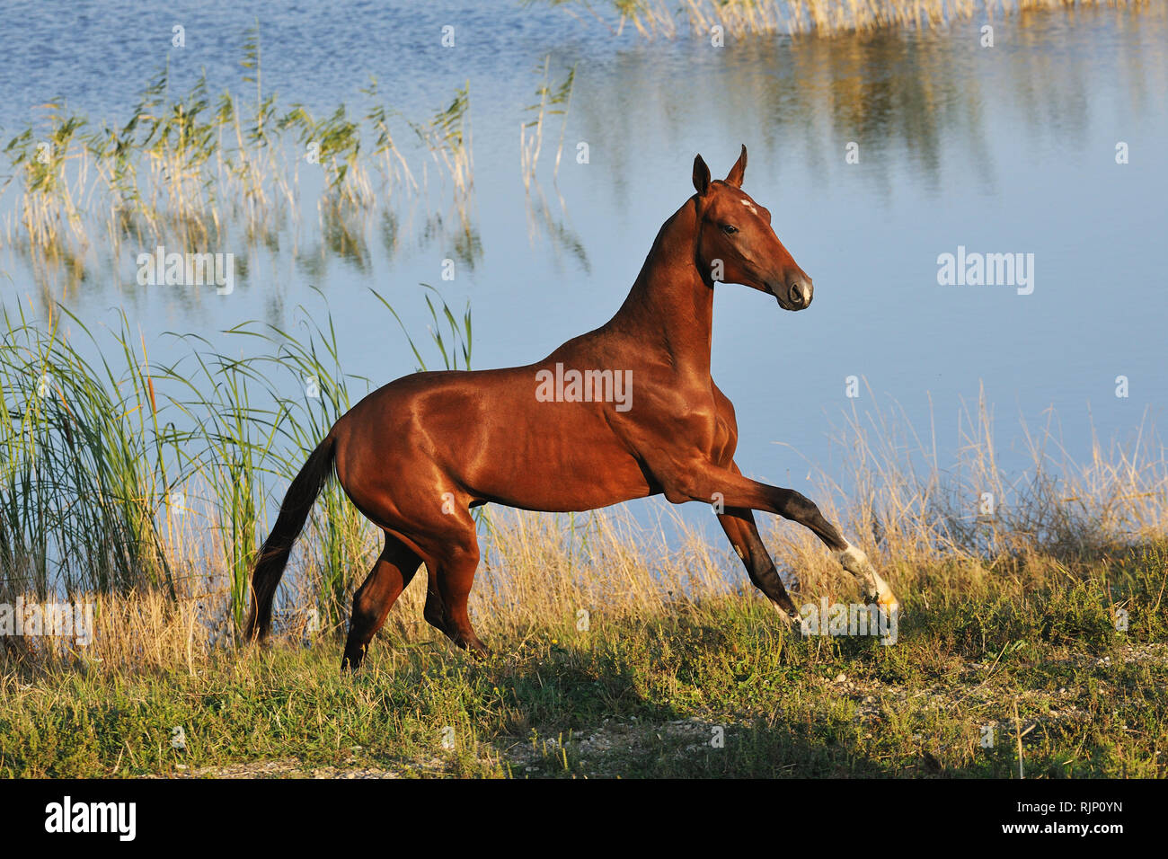Happy Akhal-Teke horse runs in gallop across waterline in the hot summer day. Horizontal,side view. Stock Photo