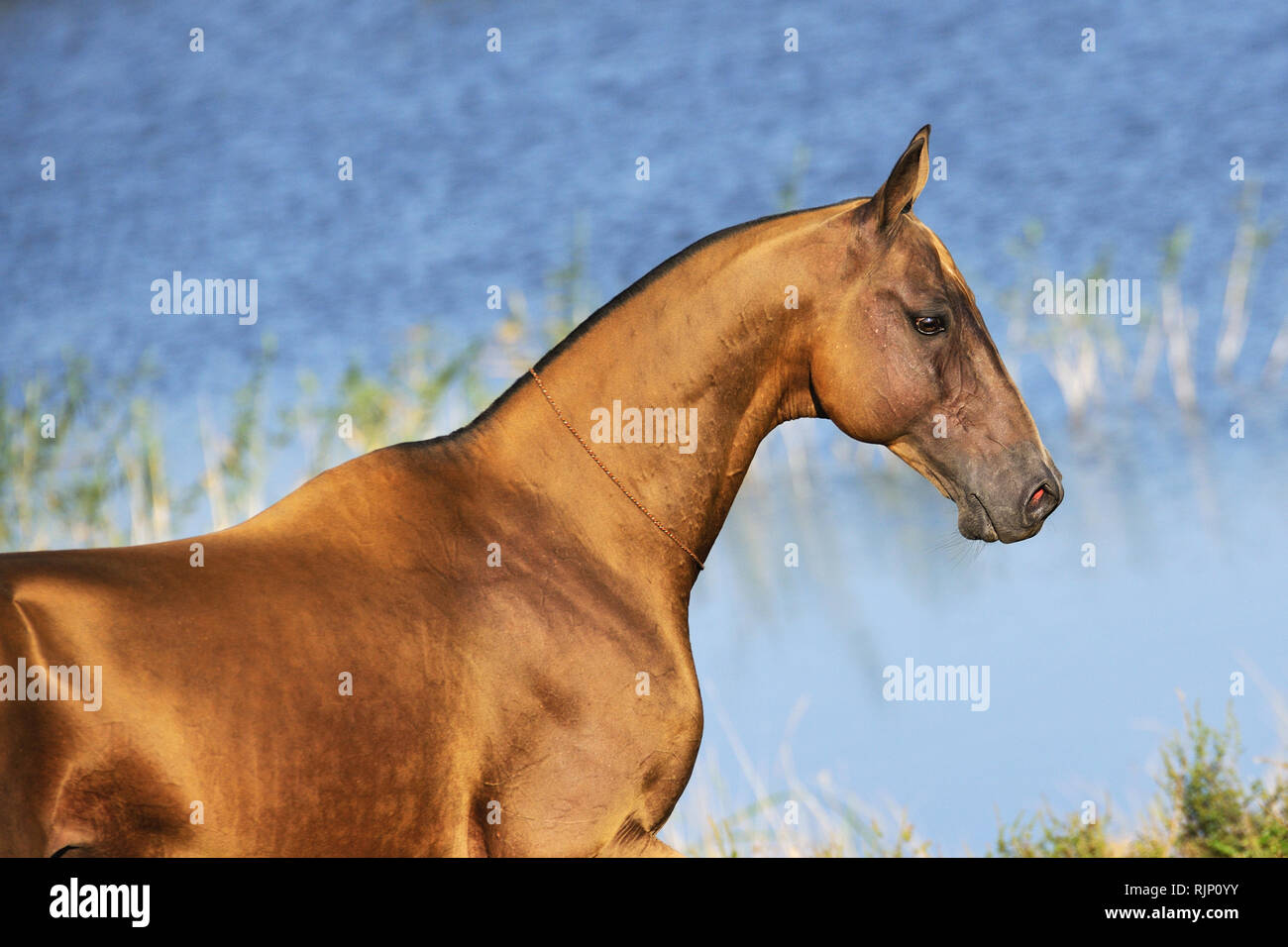 Golden buckskin Akhal-Teke horse stands in the sunlight near water. Horizontal,portrait,sideview. Stock Photo