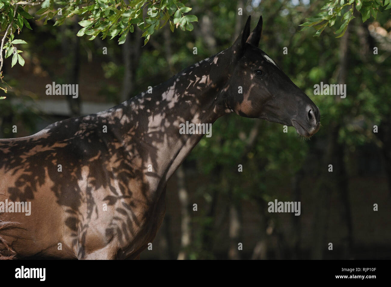 Black mare stands in the shadows of leaves in the summer hiding from insects. Horizontal,portrait,side view. Stock Photo