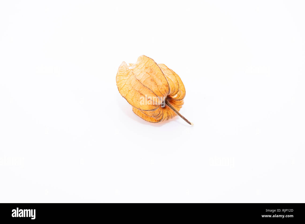 The plant known as aguaymanto, uchuva, uvilla or ushun (Physalis peruvian), also known as golden berry is a herbaceous plant belonging to the family S Stock Photo
