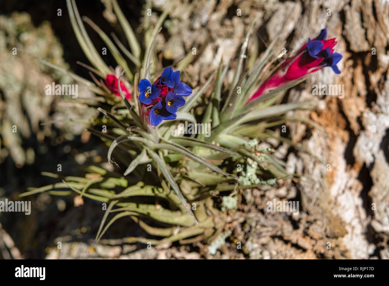 Colorful air carnation (Tillandsia Aeranthos) hanging from the bark of tree in a Pampa forest of Argentina. Detail of the pink and violet flower. Stock Photo