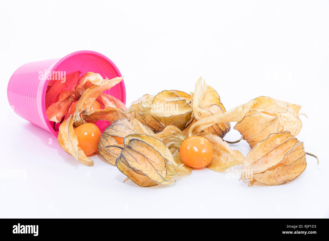 The plant known as aguaymanto, uchuva, uvilla or ushun (Physalis peruvian), also known as golden berry is a herbaceous plant belonging to the family S Stock Photo