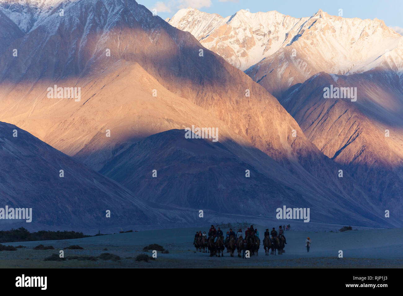 Tourists riding bactrian camels in the beautiful sunset scenery in the area of sand dunes near Hunder, Nubra Valley, Ladakh, Jammu and Kashmir, India Stock Photo