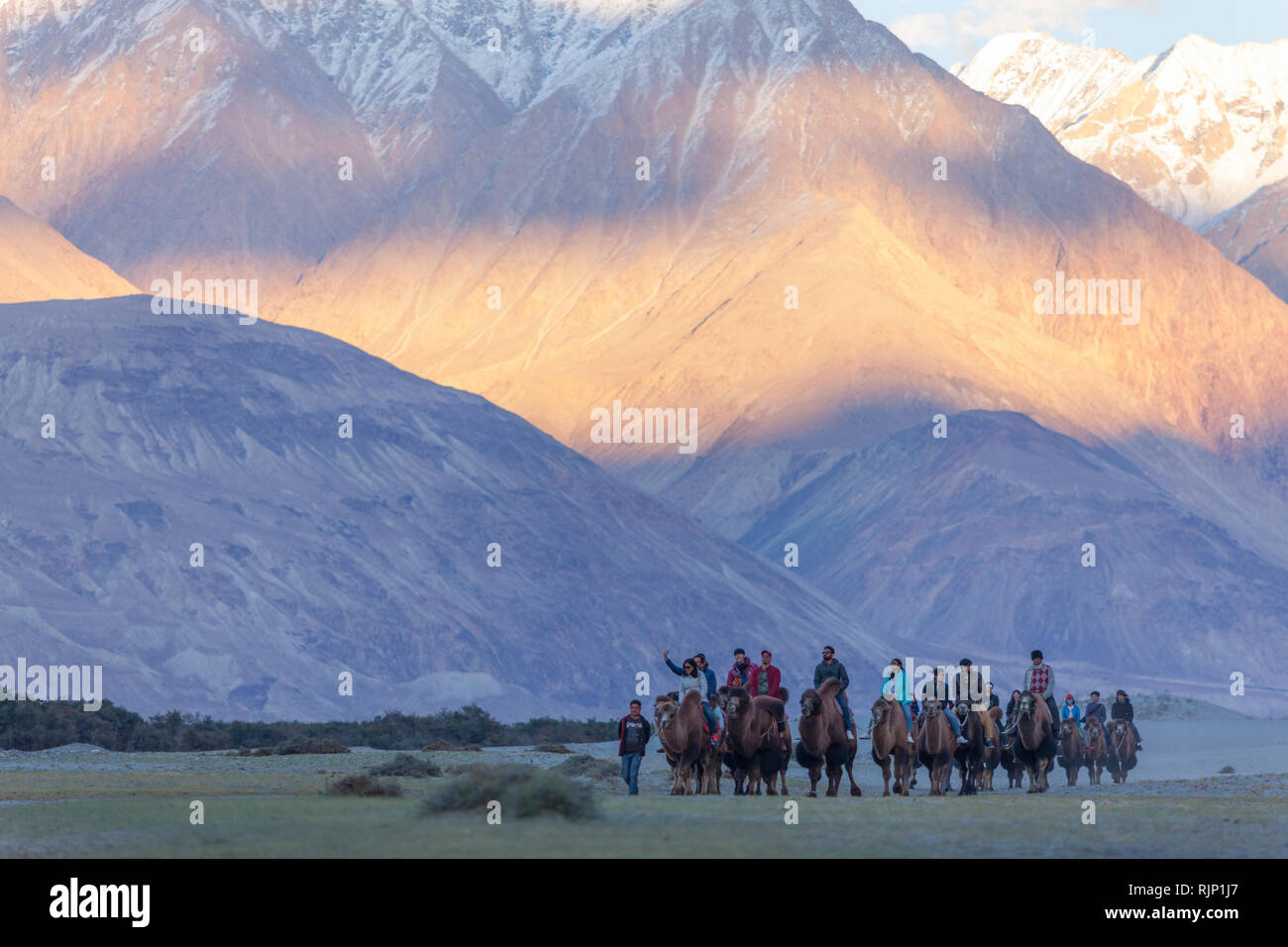 Tourists riding bactrian camels in the beautiful sunset scenery in the area near Hunder, Nubra Valley, Ladakh, Jammu and Kashmir, India Stock Photo