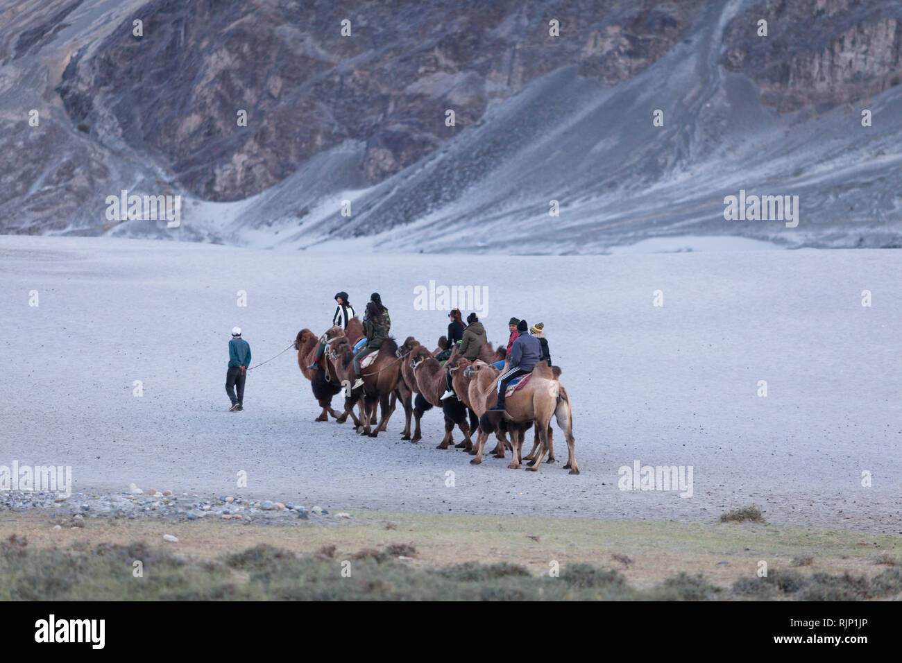 Group of tourists riding bactrian camels in the area of sand dunes near Hunder, Nubra Valley, Ladakh, Jammu and Kashmir, India Stock Photo