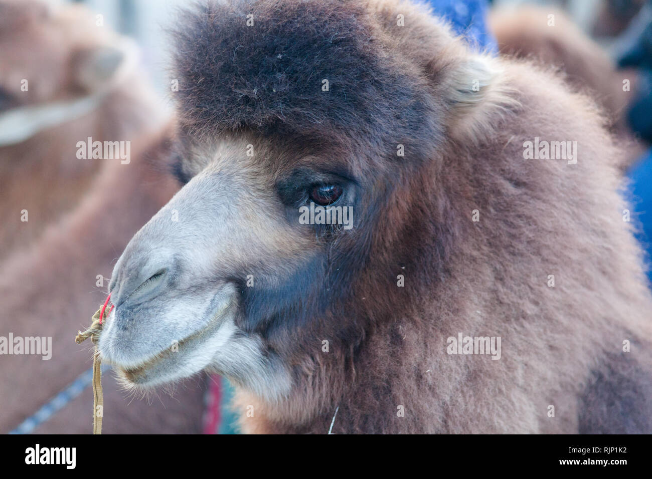 Bactrian camel (camelus bactrianus) used for camel rides for tourists in the area of Hunder, Nubra Valley, Ladakh, Jammu and Kashmir, India Stock Photo