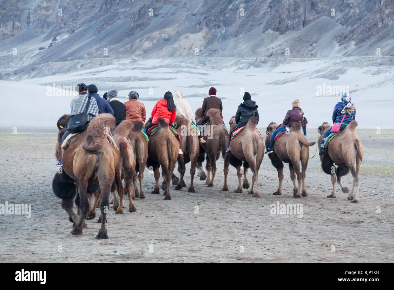 Group of tourists riding bactrian camels in the area of sand dunes near Hunder, Nubra Valley, Ladakh, Jammu and Kashmir, India Stock Photo