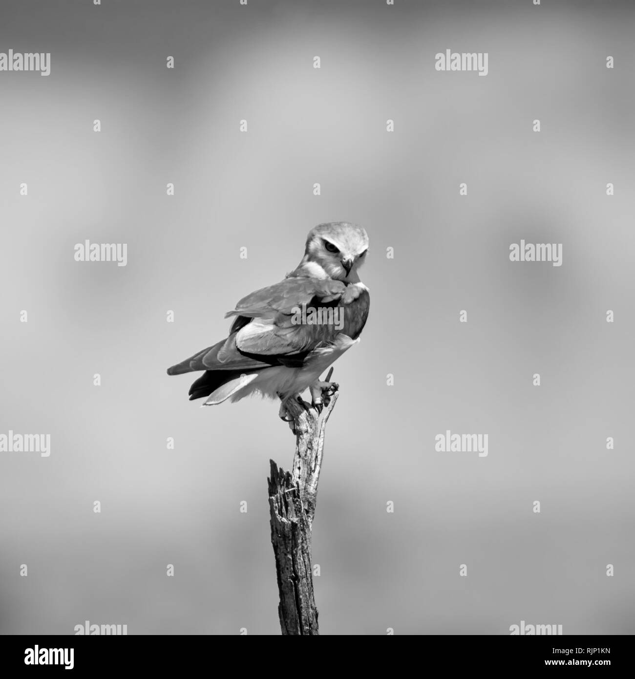 A Black-shouldered Kite perched on a dead tree in Southern African savanna Stock Photo